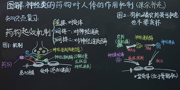 2号 《药物作用机制》护理学院  张晓宇(三等奖）.jpg